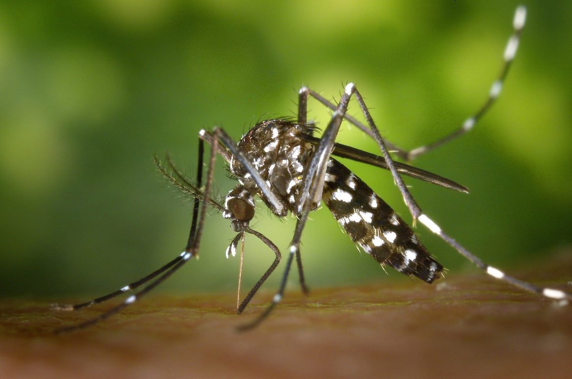 Éliminer les moustiques de manières insolites