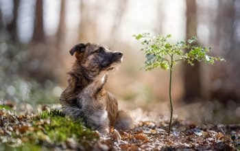 pourquoi-suivre-formation-ligne-photographie-animaliere