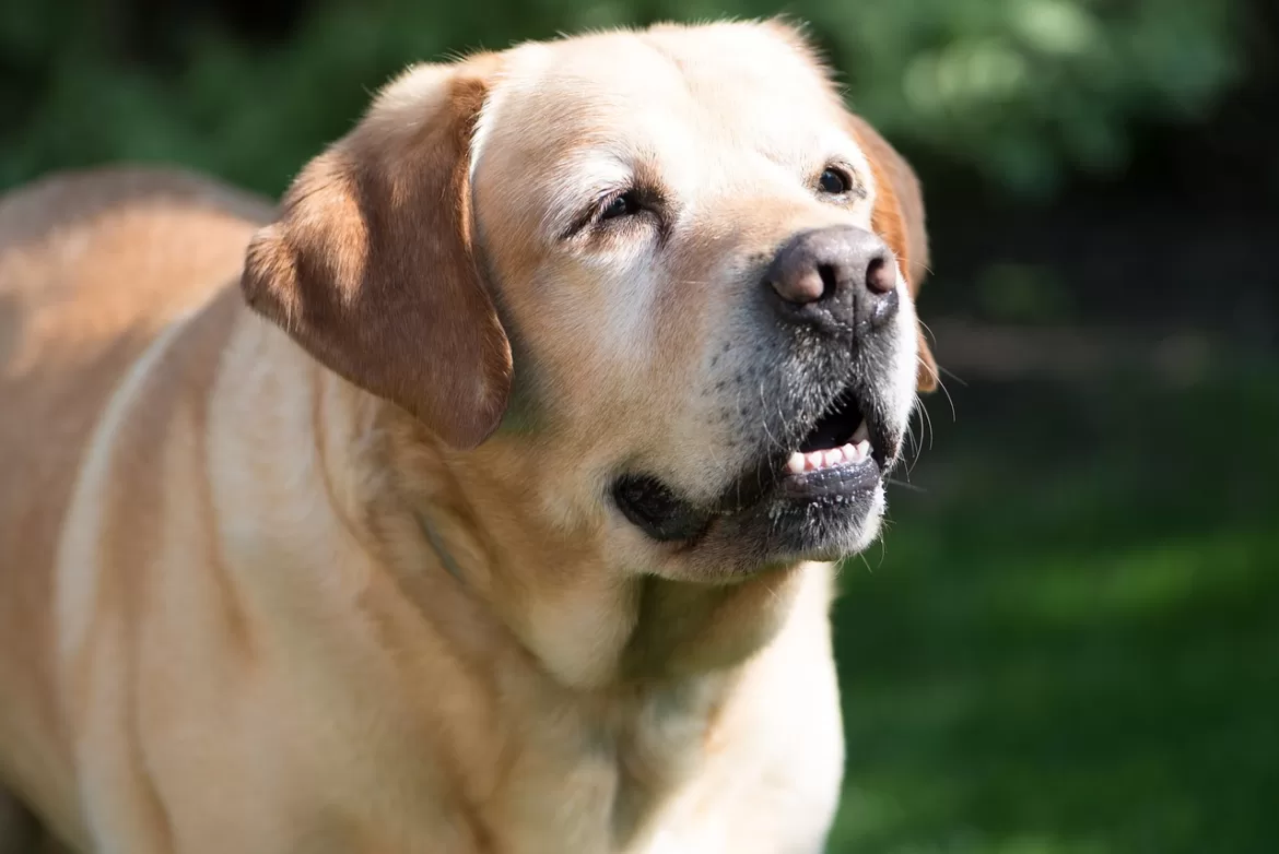 Quelles sont les maladies les plus fréquentes chez le chien âgé ?