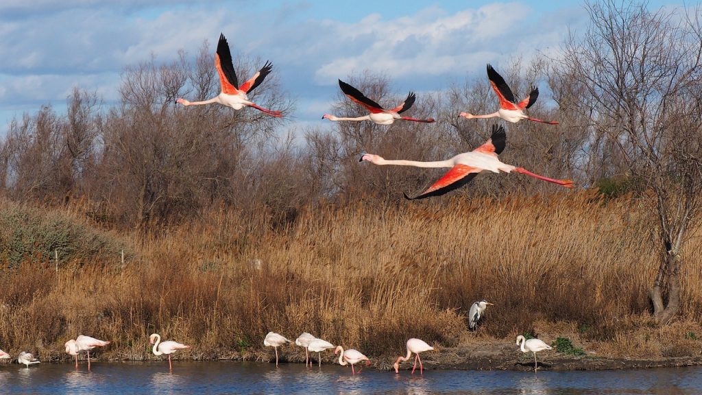 flamant rose