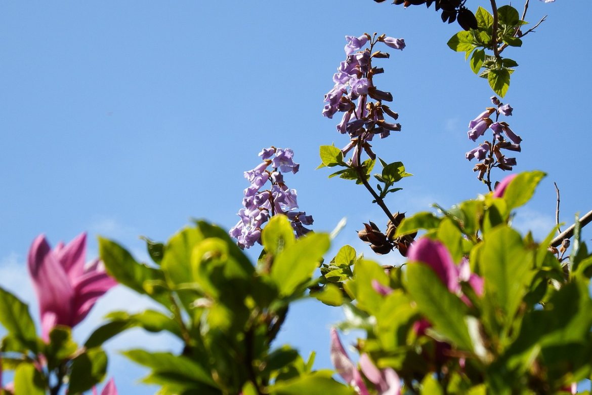 Changement climatique : quels arbres planter pour un avenir plus vert ?