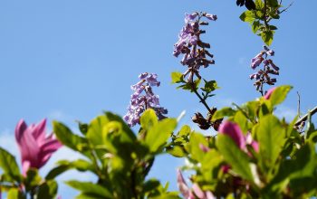 paulownia