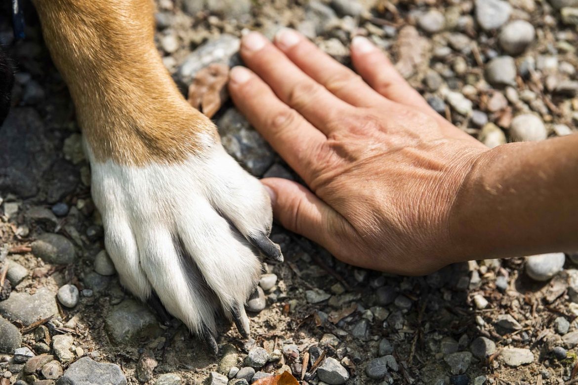 Assurance pour animaux : Découvrez les astuces pour économiser sans compromettre la couverture