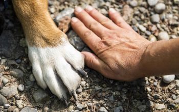 assurance animaux compagnie