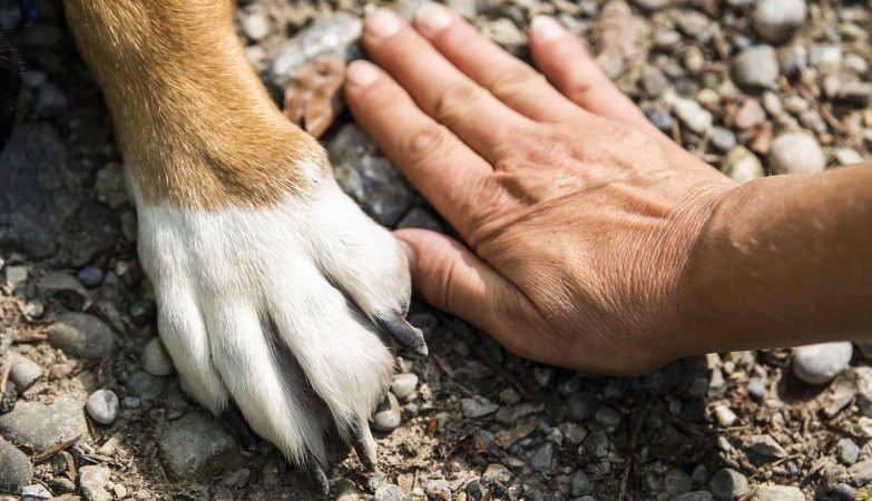 assurance animaux compagnie